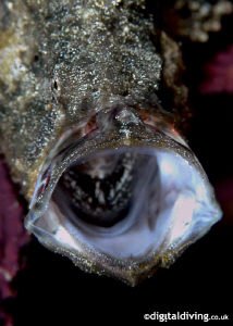 Frogfish facial activity in Bonaire. Taken with D200 and ... by David Henshaw 